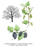 Шелковица (Morus). Ботаническая иллюстрация