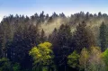 Облако пыльцы над еловым лесом