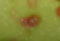 Самки калифорнийской щитовки (Diaspidiotus perniciosus) на поверхности яблока