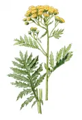 Пижма. Пижма обыкновенная (Tanacetum vulgare)
