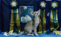 Выставка кошек American Winner Show в Сан-Паулу