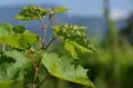 Листья виноградной лозы, поражённые филлоксерой (Dactylosphaera vitifoliae)