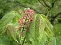 Орех айлантолистный (Juglans ailanthifolia). Соцветие