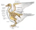 Скелет птиц (на примере голубя)