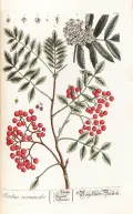 Рябина глоговина (Sorbus torminalis). Ботаническая иллюстрация