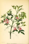 Борония анемонолистная (Boronia anemonifolia). Ботаническая иллюстрация