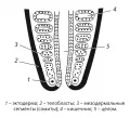 Телобластическая закладка мезодермы у кольчатых червей