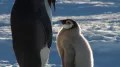 Императорский пингвин (Aptenodytes forsteri) с птенцом. Кормление