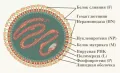 Схема строения вирусов рода Respirovirus