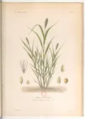 Щетинник итальянский (Setaria Italica). Ботаническая иллюстрация