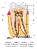Строение двухкоренного зуба (моляра) человека