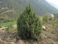 Можжевельник обыкновенный (Juniperus communis). Общий вид