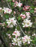 Цветение яблони лесной (Malus sylvestris)