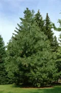 Сосна Уоллича (Pinus wallichiana)