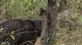 Очковый медведь (Tremarctos ornatus) в движении
