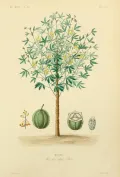 Маниок съедобный (Manihot esculenta). Ботаническая иллюстрация 