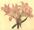 Амариллис белладонна (Amaryllis belladonna). Ботаническая иллюстрация
