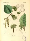 Лещина древовидная (Corylus colurna). Ботаническая иллюстрация