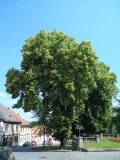 Липа европейская (Tilia × europaea). Кутна-Гора (Чехия)