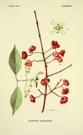 Бересклет Бунге (Euonymus bungeanus). Ботаническая иллюстрация