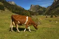 Корова швейцарской пятнистой породы