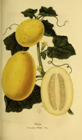 Дыня обыкновенная (Cucumis melo). Ботаническая иллюстрация