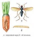Морковная муха (Psila rosae). Фазы развития