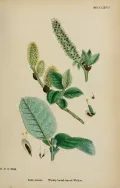 Ива мохнатая (Salix lanata). Ботаническая иллюстрация