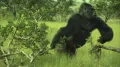 Горная горилла (Gorilla beringei subsp. beringei) в движении