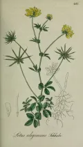 Лядвенец топяной (Lotus uliginosus). Ботаническая иллюстрация