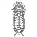 Трахейная система таракана (вентральные трахеи)