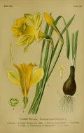 Нарцисс ложный (Narcissus pseudonarcissus). Ботаническая иллюстрация