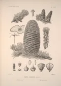 Пихта миловидная (Abies amabilis). Ботаническая иллюстрация