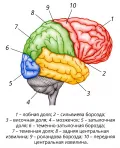 Боковая поверхность коры правого полушария головного мозга человека
