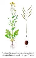 Сурепица (Brassica сampestris) 