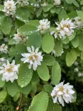 Ирга ольхолистная (Amelanchier alnifolia). Соцветия