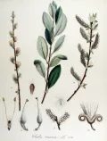Ива пепельная (Salix cinerea). Ботаническая иллюстрация