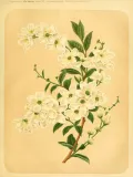 Экзохорда кистистая (Exochorda racemosa). Ботаническая иллюстрация