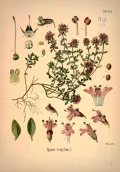 Тимьян ползучий (Thymus serpyllum). Ботаническая иллюстрация
