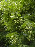 Цветущая липа мелколистная (Tilia cordata)
