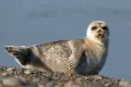 Настоящие тюлени. Щенок ларги (Phoca largha)
