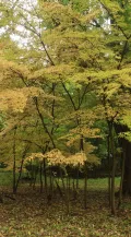 Клён маньчжурский (Acer mandshuricum). Общий вид