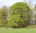 Клён крупнолистный (Acer macrophyllum)