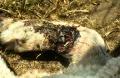 Кладка личинок вольфартовой мухи в ране животного