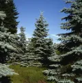 Ель колючая (Picea pungens)