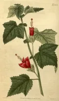 Мальвавискус древовидный (Malvaviscus arboreus). Ботаническая иллюстрация