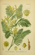 Акация белеющая (Acacia dealbata). Ботаническая иллюстрация
