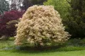 Клён белый (Acer pseudoplatanus). Декоративная форма 'Brilliantissimum'