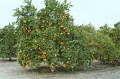 Апельсин (Cītrus × sinēnsis). Плодоносящее дерево