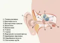 Схема строения уха человека